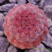 Una foto de Echinocereus rigidissimus ssp. rubispinus