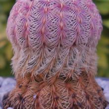 Una foto de Echinocereus rigidissimus ssp. rubispinus