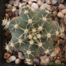 Una foto de Echinocereus subinermis