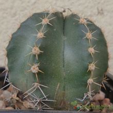 Una foto de Echinocereus subinermis