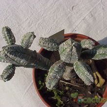 Una foto de Astrophytum myriostigma cv. HUBOKI
