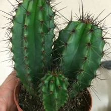 Una foto de Stenocereus thurberi subsp. thurberi