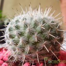 A photo of Mammillaria parkinsonii
