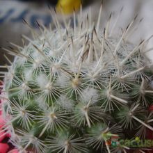 A photo of Mammillaria parkinsonii