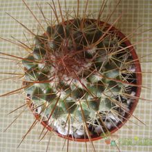 Una foto de Mammillaria petterssonii