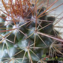 Una foto de Mammillaria petterssonii