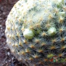 Una foto de Mammillaria schiedeana