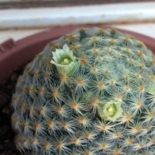 Una foto de Mammillaria schiedeana
