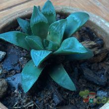 Una foto de Haworthia mutica