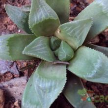 Una foto de Haworthia mutica