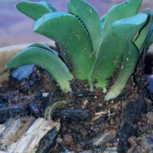 Una foto de Haworthia mutica