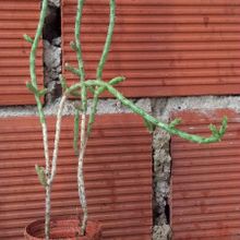 Una foto de Cylindropuntia leptocaulis