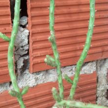Una foto de Cylindropuntia leptocaulis