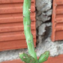 Una foto de Cylindropuntia leptocaulis