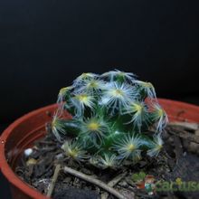 Una foto de Mammillaria schiedeana