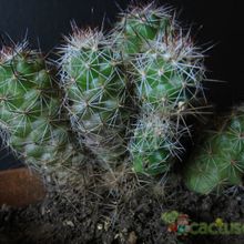 A photo of Mammillaria mazatlanensis