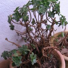 Una foto de Aeonium haworthii