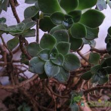 Una foto de Aeonium haworthii