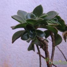 Una foto de Aeonium haworthii