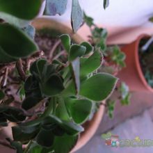 Una foto de Aeonium haworthii