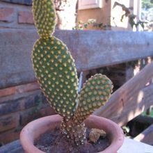 A photo of Opuntia microdasys subsp. microdasys
