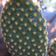 A photo of Opuntia microdasys subsp. microdasys