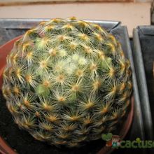 Una foto de Mammillaria schiedeana