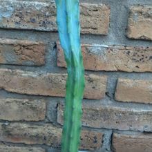 A photo of Myrtillocactus geometrizans