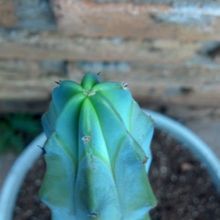 A photo of Myrtillocactus geometrizans
