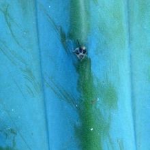 A photo of Myrtillocactus geometrizans