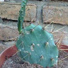 A photo of Opuntia dillenii