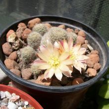 A photo of Rebutia heliosa x pulvinosa cv. sunrise (HIBRIDO)