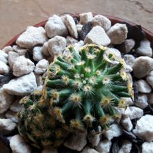 A photo of Mammillaria schiedeana