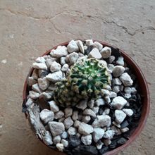A photo of Mammillaria schiedeana