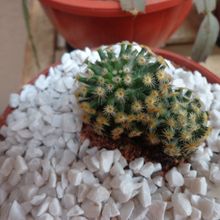 A photo of Mammillaria schiedeana