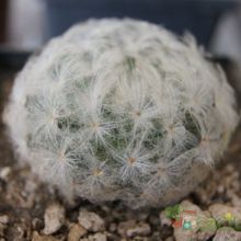 Una foto de Mammillaria plumosa