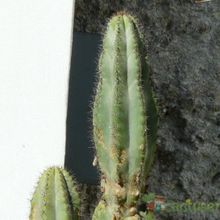 A photo of Cereus argentinensis