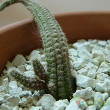 A photo of Echinopsis chamaecereus