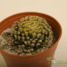 A photo of Mammillaria schiedeana