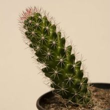 A photo of Mammillaria sphacelata