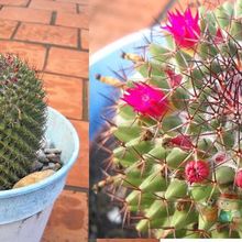 A photo of Mammillaria polythele ssp polythele