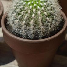 A photo of Eriosyce senilis