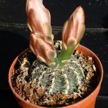 A photo of Gymnocalycium bruchii