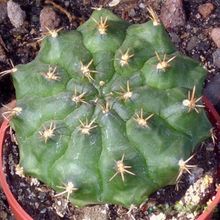 A photo of Matucana paucicostata