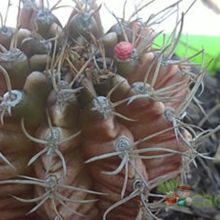 Una foto de Gymnocalycium mihanovichii