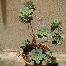 Una foto de Aeonium haworthii