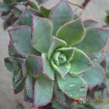 Una foto de Aeonium haworthii