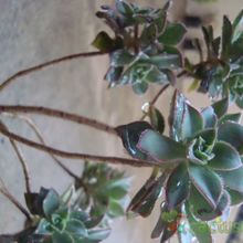 Una foto de Aeonium haworthii