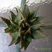 A photo of Aloe broomii
