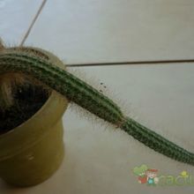 Una foto de Peniocereus serpentinus